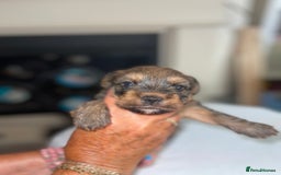 Mixed Breed dogs for sale: Adorable puppies - Image 6