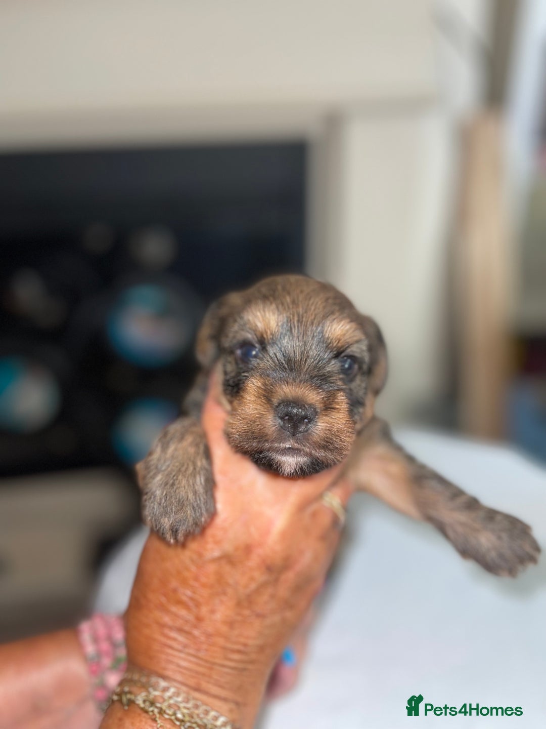 Mixed Breed dogs for sale: Adorable puppies - Image 6