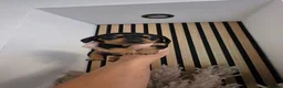 Miniature Dachshund dogs for sale: Beautiful miniature Dachaunds  - Advert 5