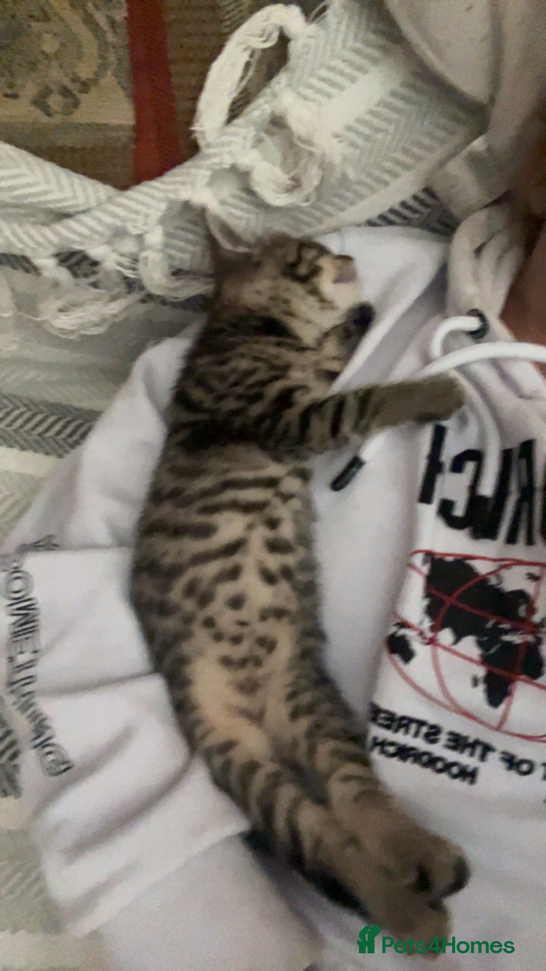 Mixed Breed cats for sale: 3 kittens for sale  - Image 7