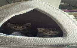 Domestic Shorthair cats for sale: 2x Tabby Cats (1x Male and 1x Female) - Image 6