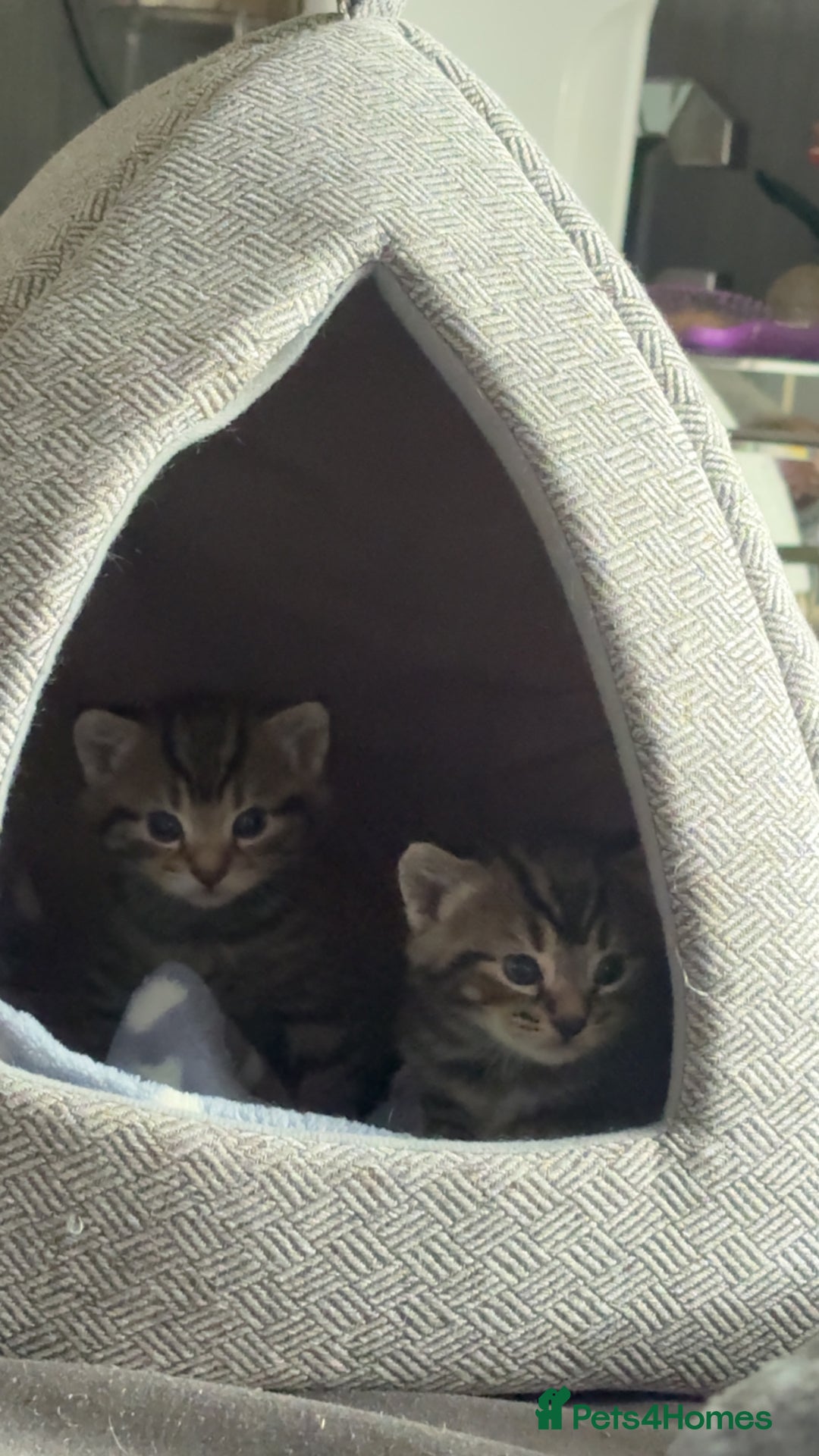 Domestic Shorthair cats for sale: 2x Tabby Cats (1x Male and 1x Female) - Image 6