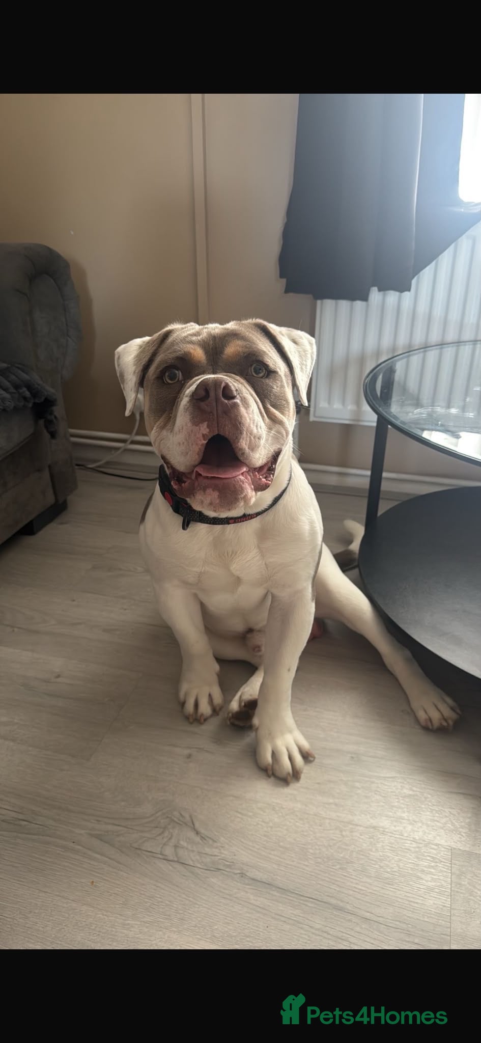 Olde English Bulldogge dogs Olde English bulldog  - Advert 1