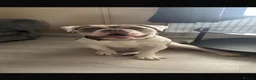 Olde English Bulldogge dogs for sale: Olde English bulldog  - Advert 1