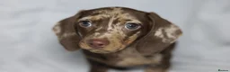 Miniature Dachshund dogs for sale: KC reg miniature dachshund only 1 boy left  - Advert 4