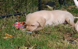 Labrador Retriever dogs for sale: Gorgeous Labrador puppies for sale  - Image 6