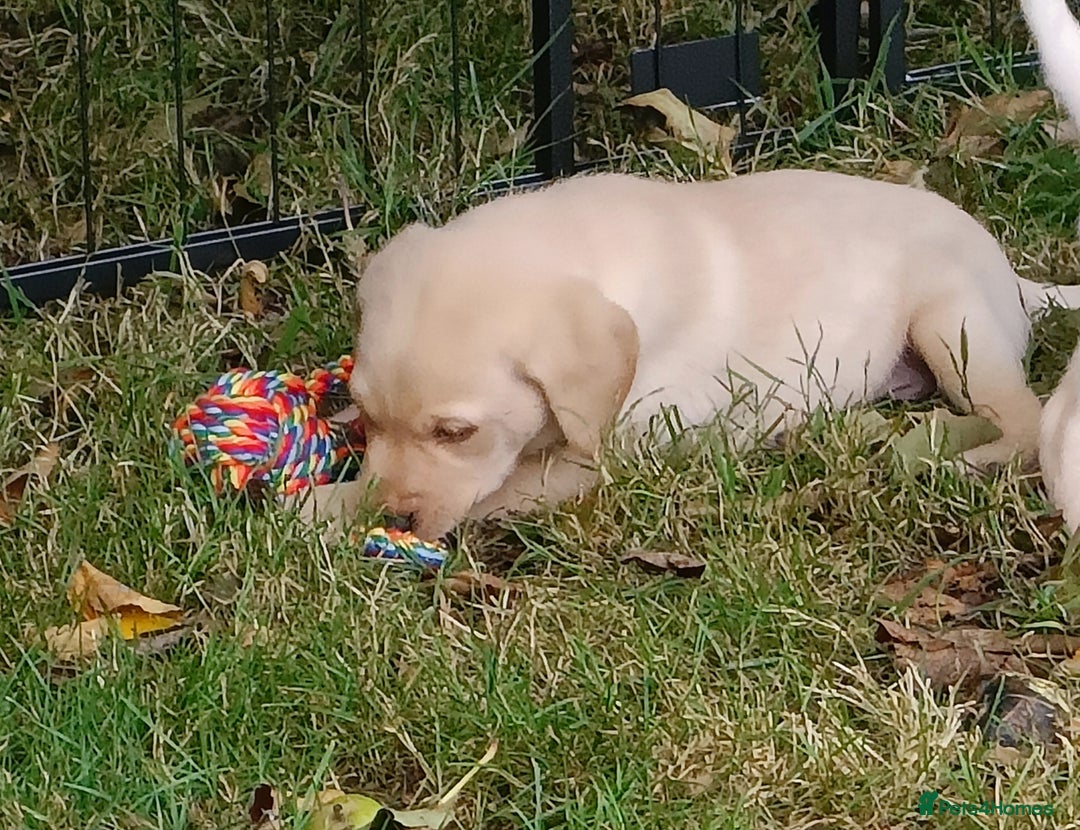 Labrador Retriever dogs for sale: Gorgeous Labrador puppies for sale  - Image 6