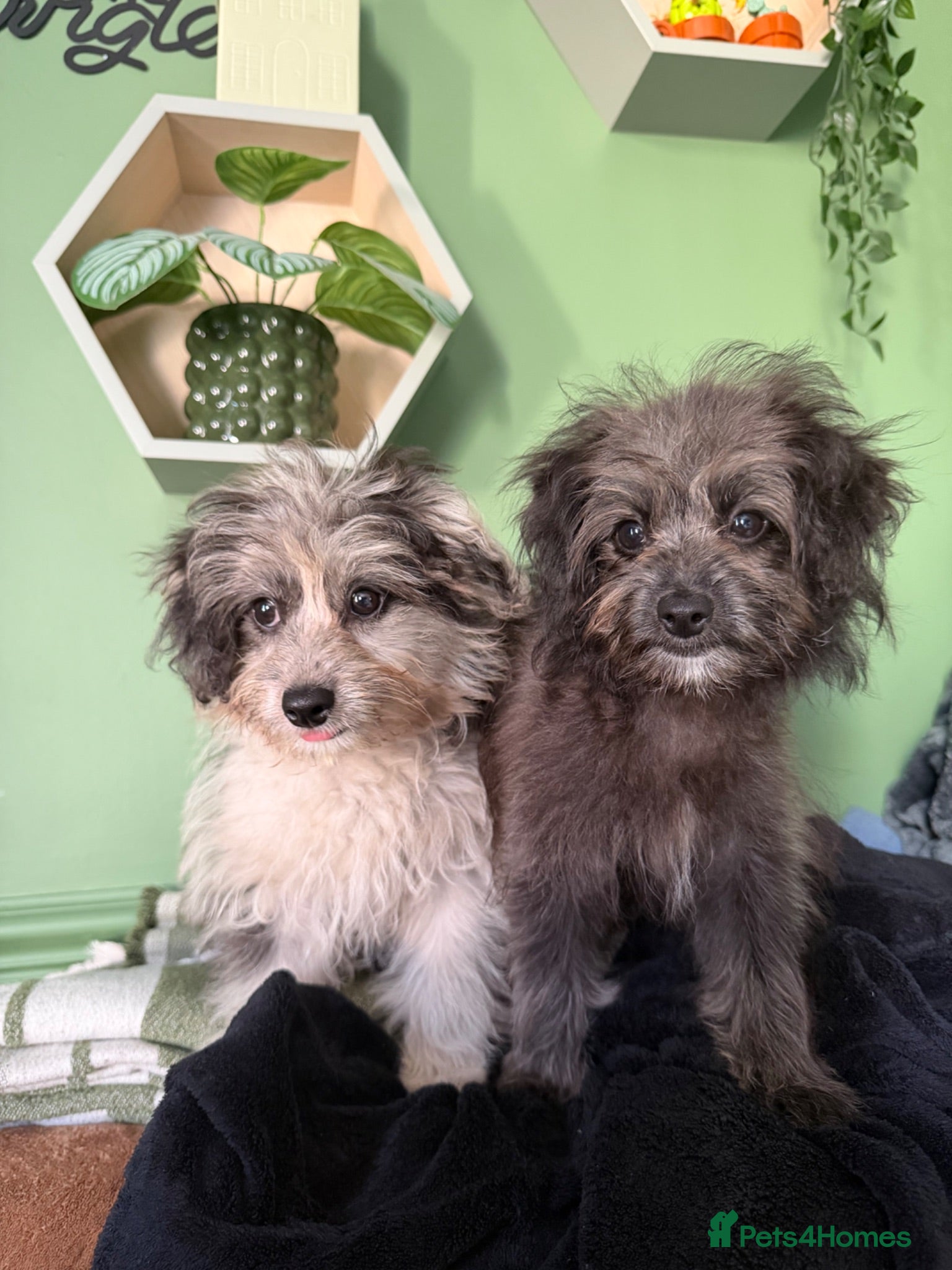 Pomapoo dogs Beautiful Pompoo Puppies - Advert 4