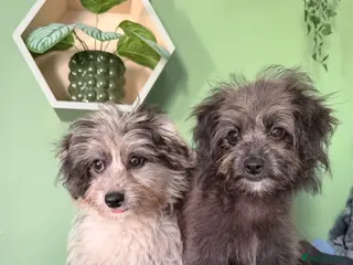 Pomapoo dogs Beautiful Pompoo Puppies - Advert 2