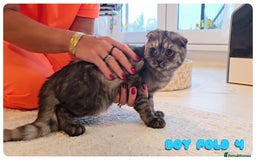 Scottish Fold cats for sale: Adorable scottish fold kittens - Image 18