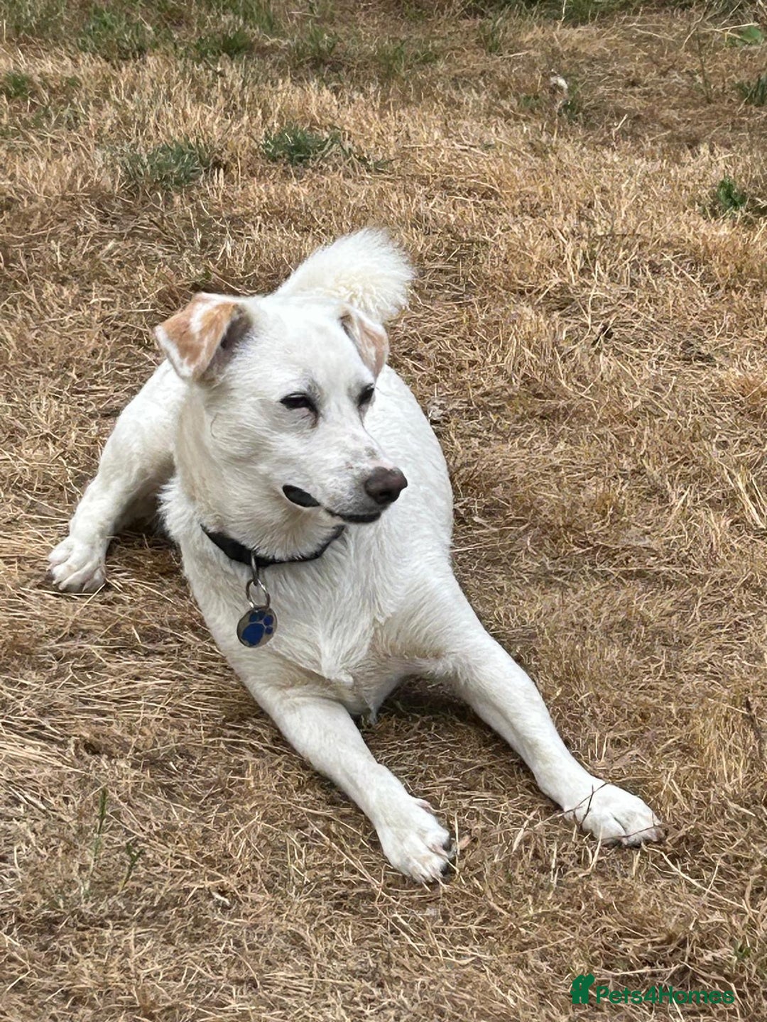 Mixed Breed dogs for adoption: Chance  - Advert 3