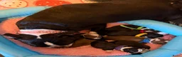 Boston Terrier dogs for sale: Our beautiful Boston terrier welcomed 8 puppies  - Advert 2
