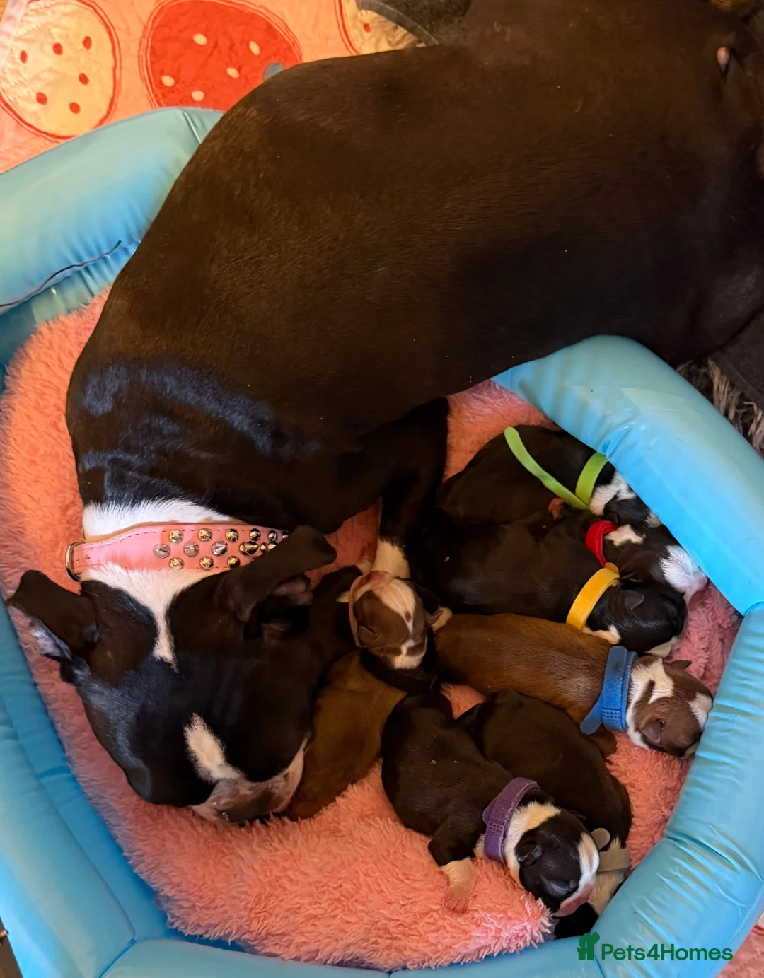 Boston Terrier dogs for sale: Our beautiful Boston terrier welcomed 8 puppies  - Advert 2