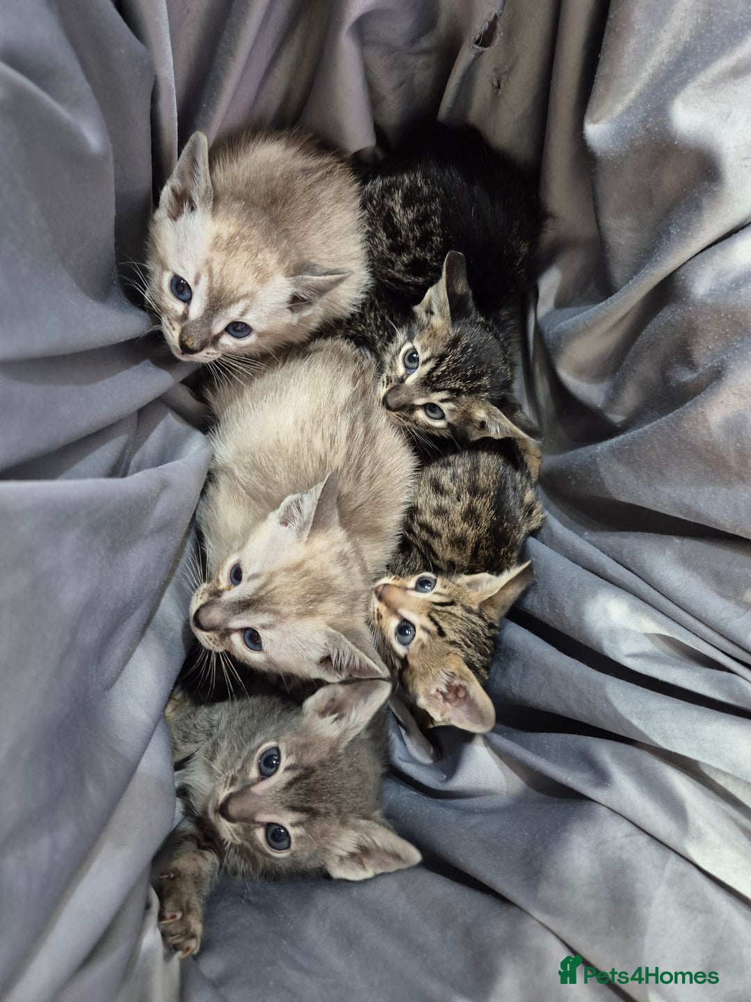 Serengeti cats for sale: Seringetti kittens (Bengal/oriental) - Advert 1