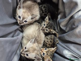 Serengeti cats Seringetti kittens - Advert 2