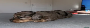 Miniature Dachshund Puppy 3