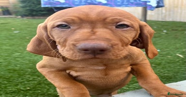 Hungarian Vizsla dogs - Advert 7