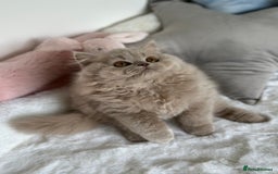 British Longhair cats for sale: Ready 🐻British Longhair chunky kittens💎🧸 - Image 7