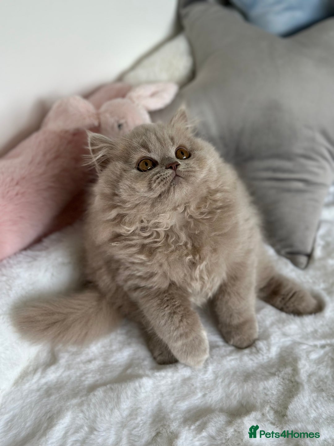 British Longhair cats for sale: Ready 🐻British Longhair chunky kittens💎🧸 - Image 7