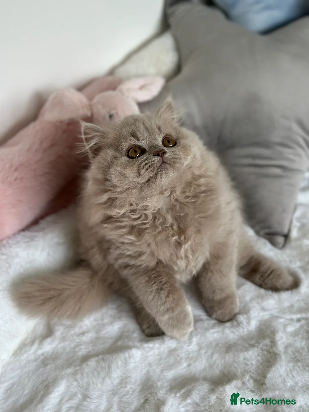 British Longhair cats for sale: Ready 🐻British Longhair chunky kittens💎🧸 - Advert 18