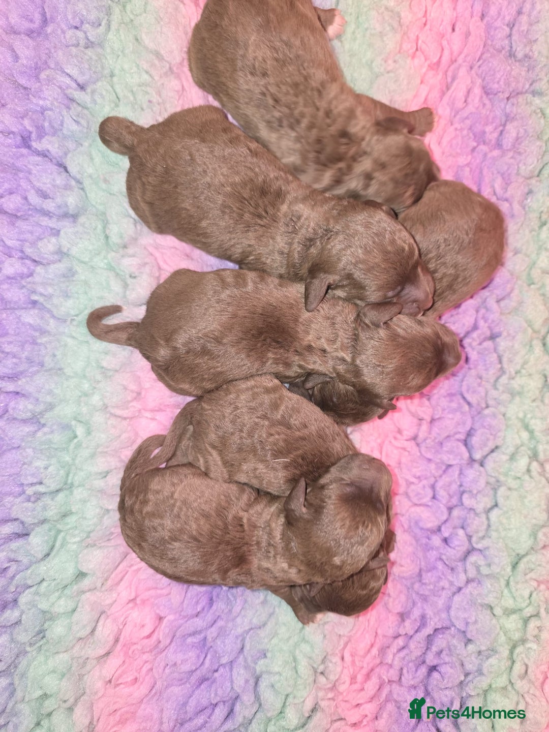 Bedlington Terrier dogs for sale: KC reg Bedlington Terrier - Advert 2