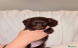 Mixed Breed dogs for sale: Daxipoo - Image 2