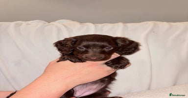 Mixed Breed dogs - Advert 5