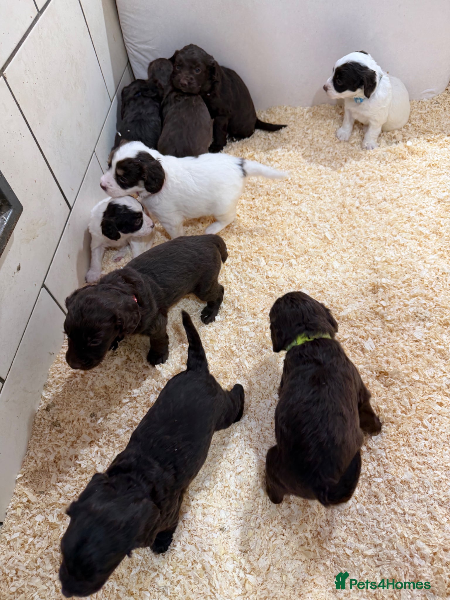 Sproodle dogs Sproodle Puppies from experienced, licensed breedr - Advert 1