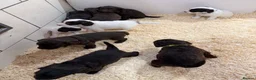 Sproodle dogs for sale: Sproodle Puppies from experienced, licensed breedr - Advert 20