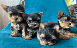 Yorkshire Terrier dogs for sale: Baby face mini pedigree YORKIE pups - Image 21
