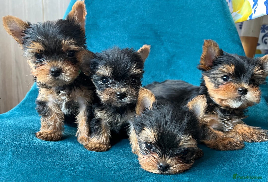 Yorkshire Terrier dogs for sale: Baby face mini pedigree YORKIE pups - Image 21