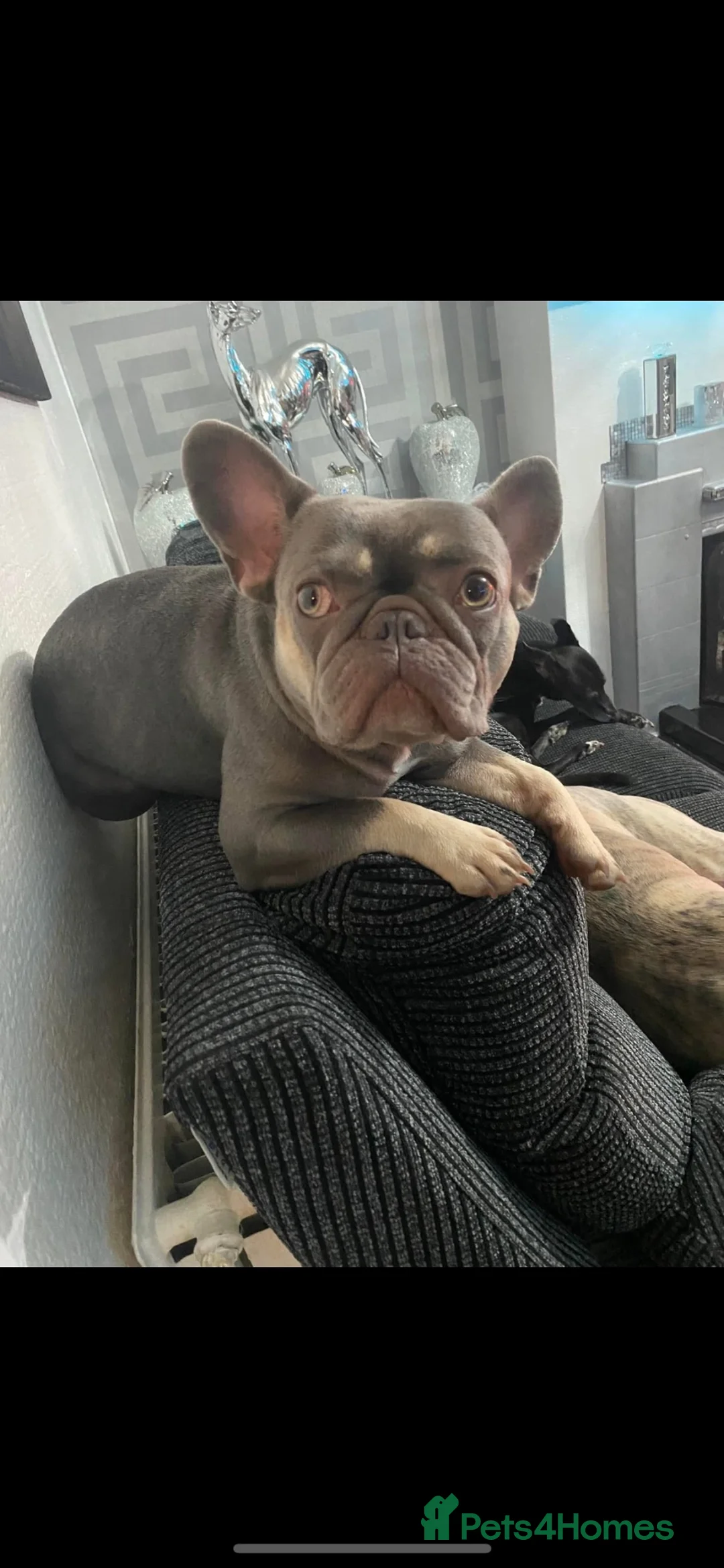 French Bulldog dogs for sale: Beautiful girl French bulldog puppy - Advert 5