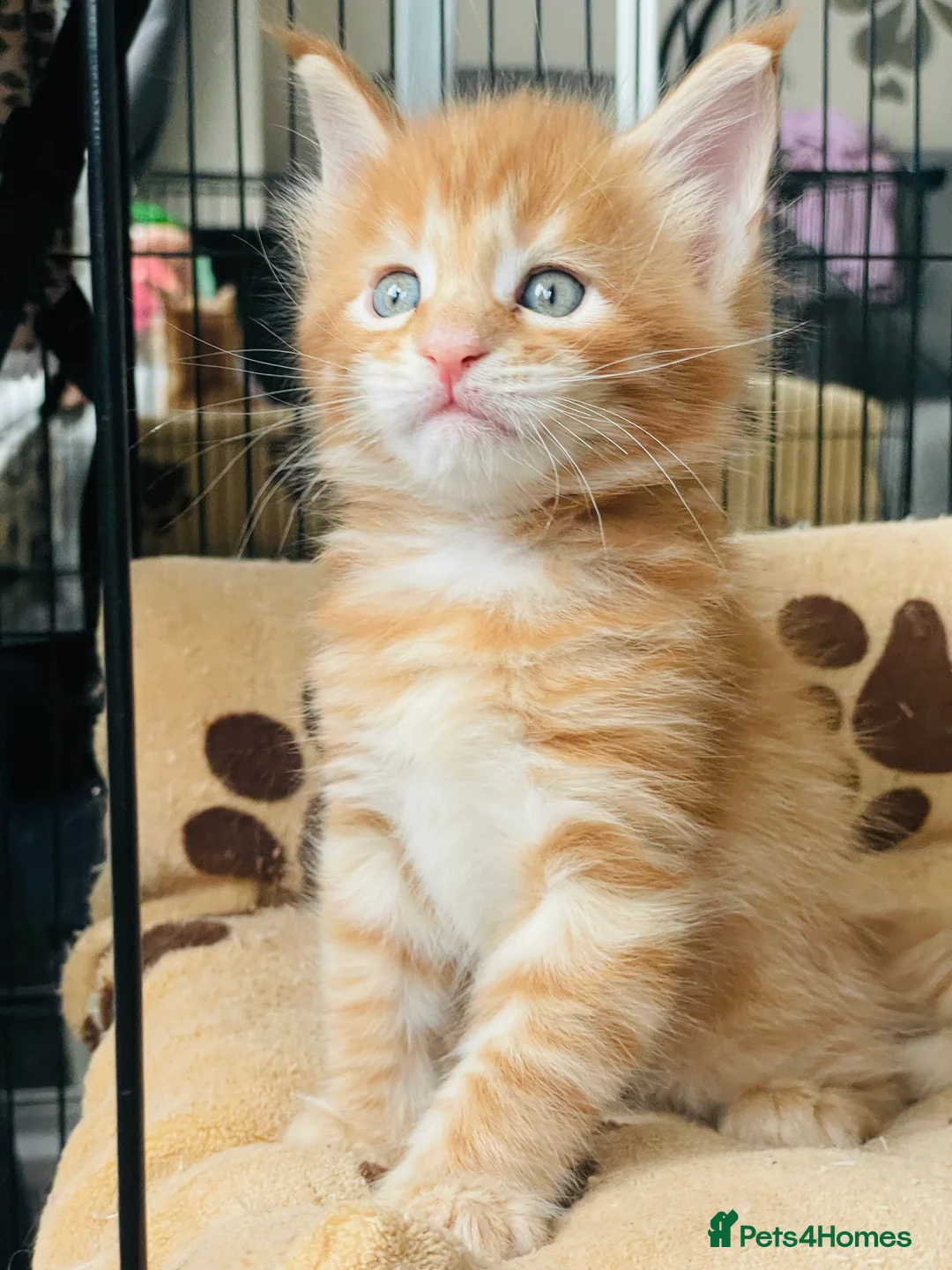 Maine Coon cats for sale: Ginger maine coon kittens- Little suns( 23.12.25) - Advert 8