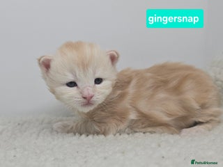 Maine Coon cats Chunky TICA registered Maine Coon Kittens - Advert 6