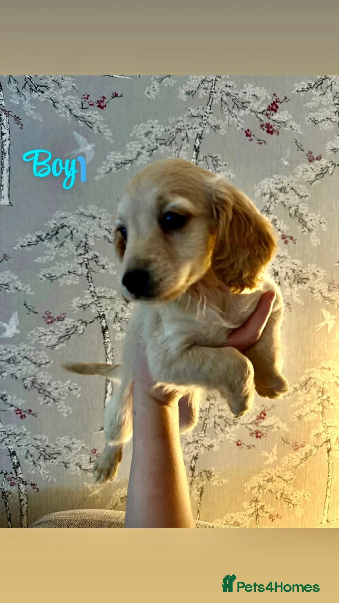 Cockapoo dogs for sale: Beautiful cockapoo puppies for sale - Advert 18