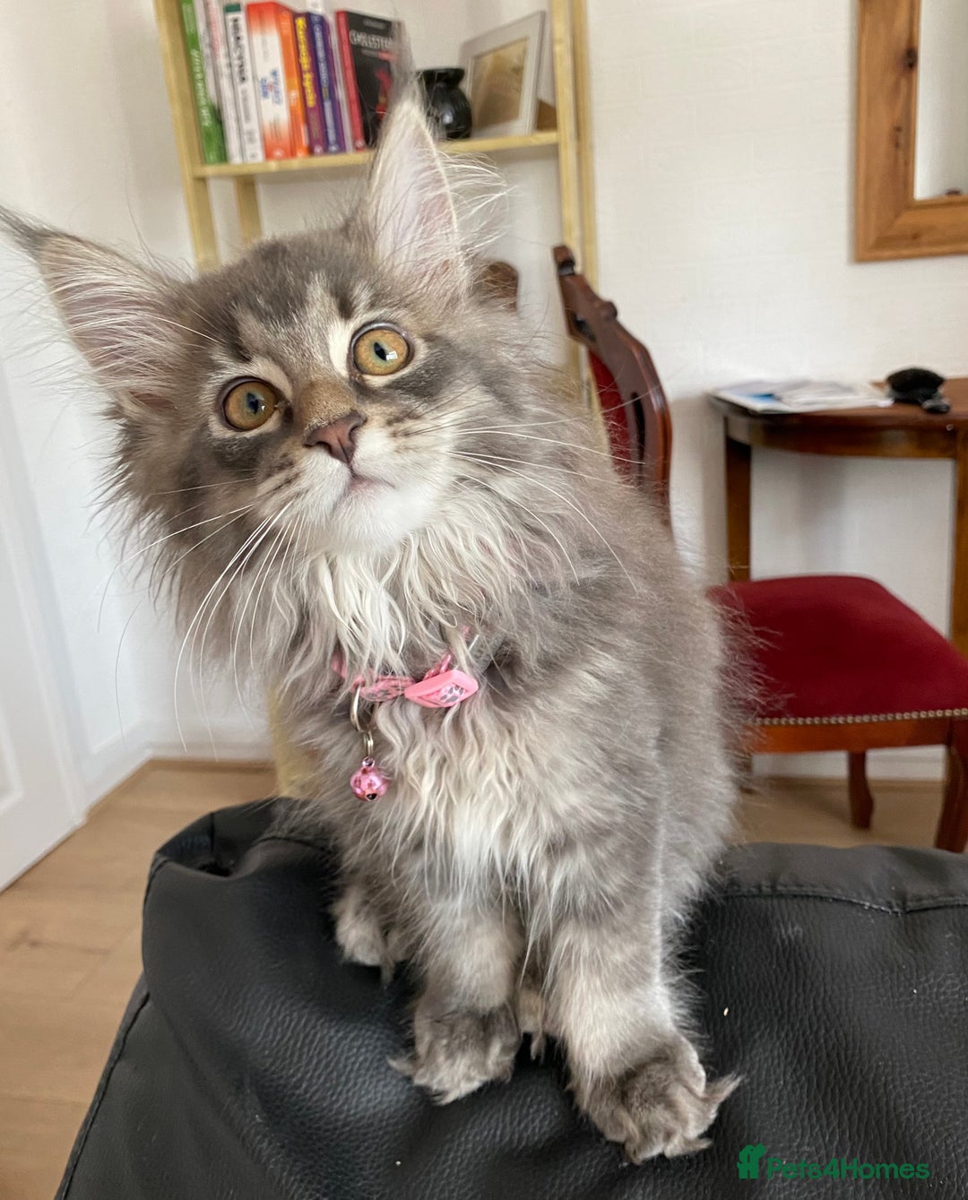 Maine Coon cats for sale: Maine Coon Kittens Ready for Their Forever Homes - Image 3