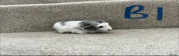Guinea Pig rodents for sale: Baby guinea pigs  - Advert 4
