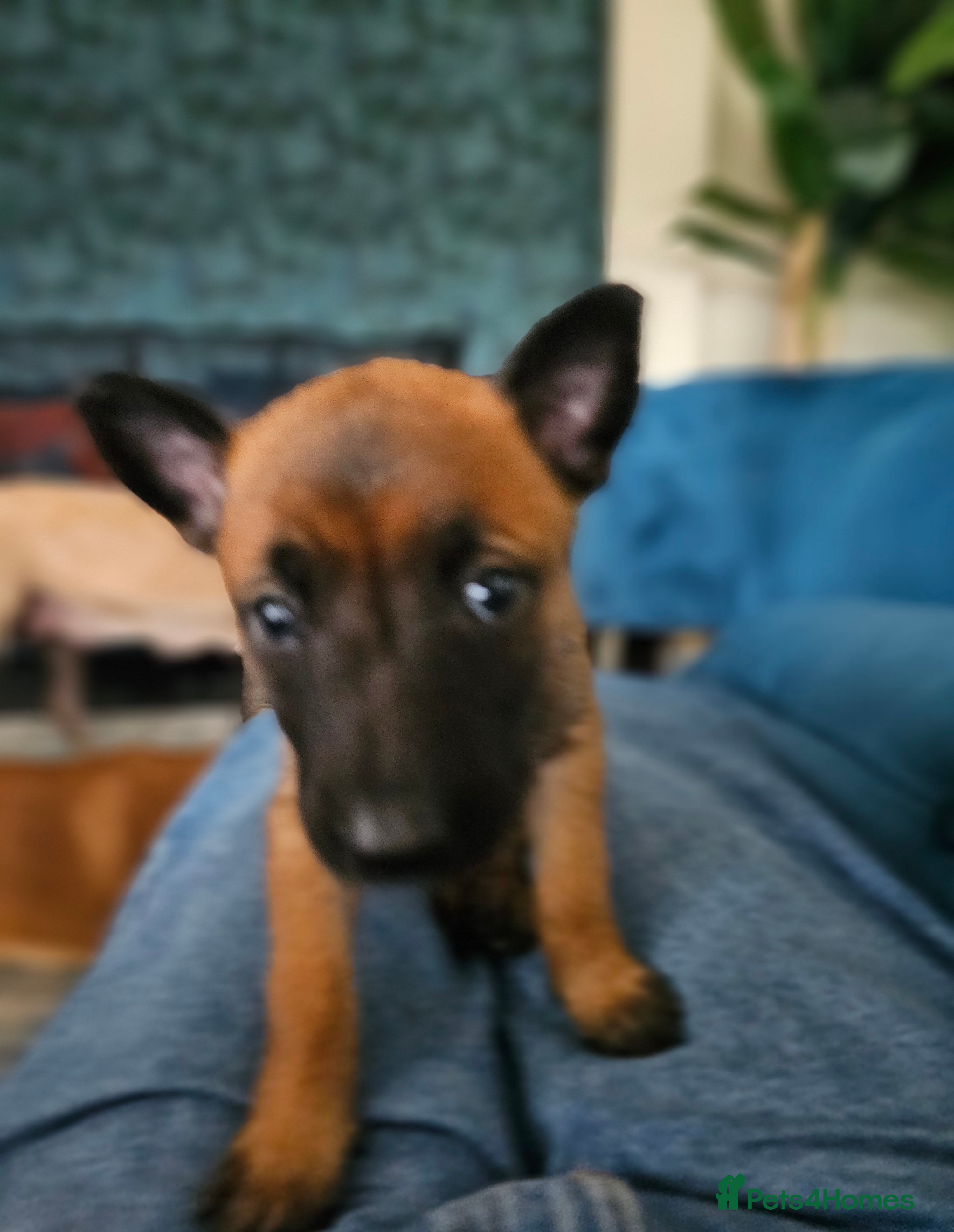 Belgian Shepherd Dog dogs Belgian Malinois Puppies - Advert 2