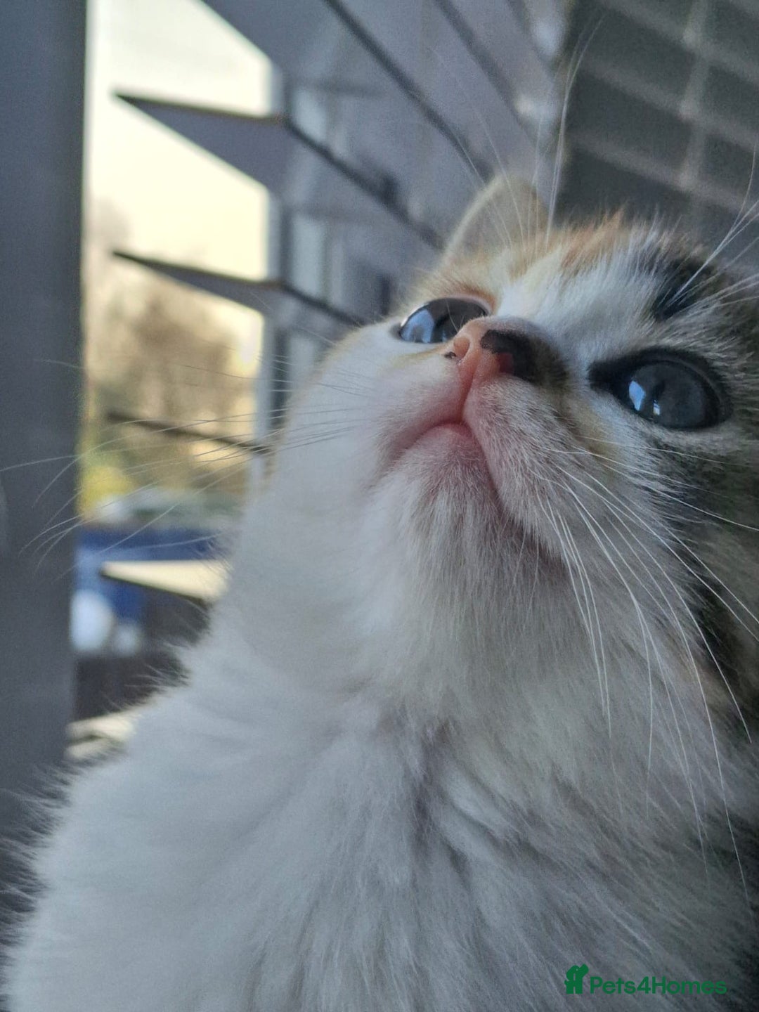 Scottish Fold cats for sale: Scottish fold - Advert 5