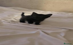 British Shorthair cats for sale: Kittens - Image 5