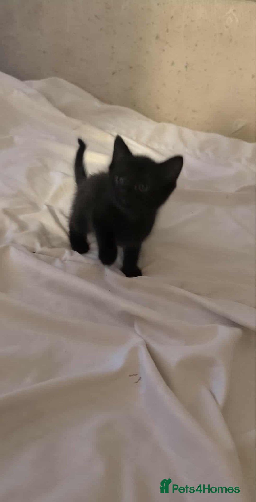 British Shorthair cats for sale: Kittens - Image 5