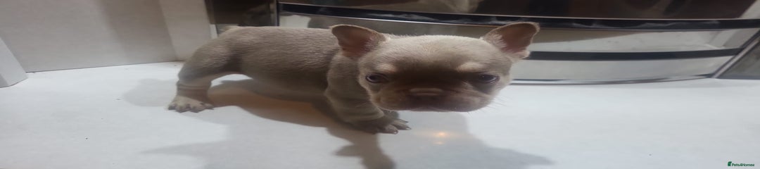 French Bulldog Puppy 6