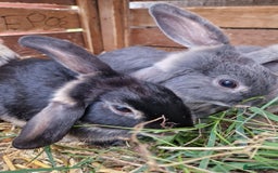 Mini Lop rabbits for sale:  Baby Mini Lop Rabbits - 11 weeks - black/grey - Image 2