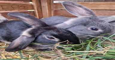 Mini Lop rabbits - Advert 13