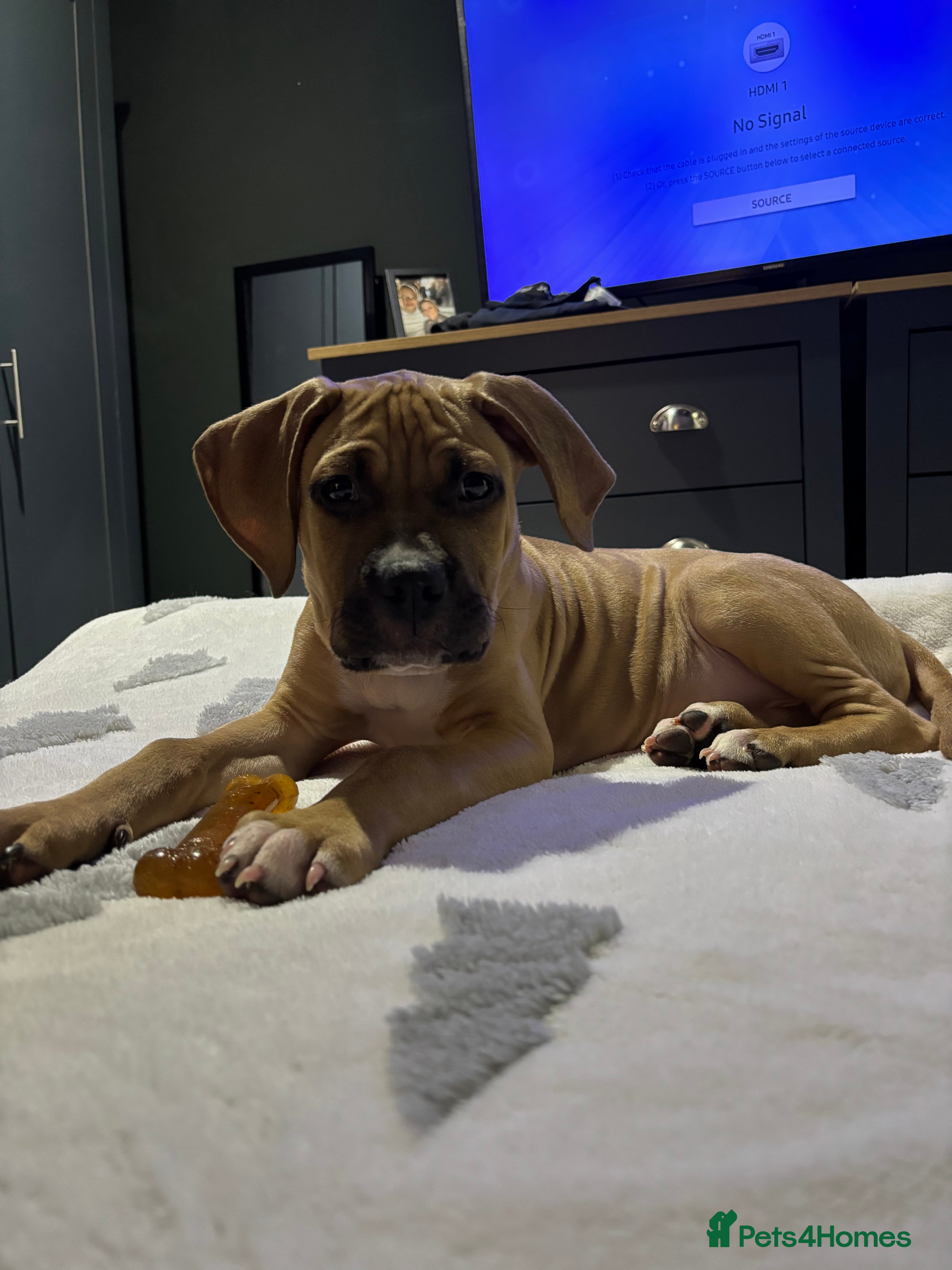 Mixed Breed dogs Beautiful mastiff cross puppy  - Advert 14