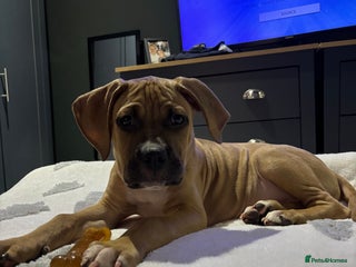 Mixed Breed dogs Beautiful mastiff cross puppy - Advert 14