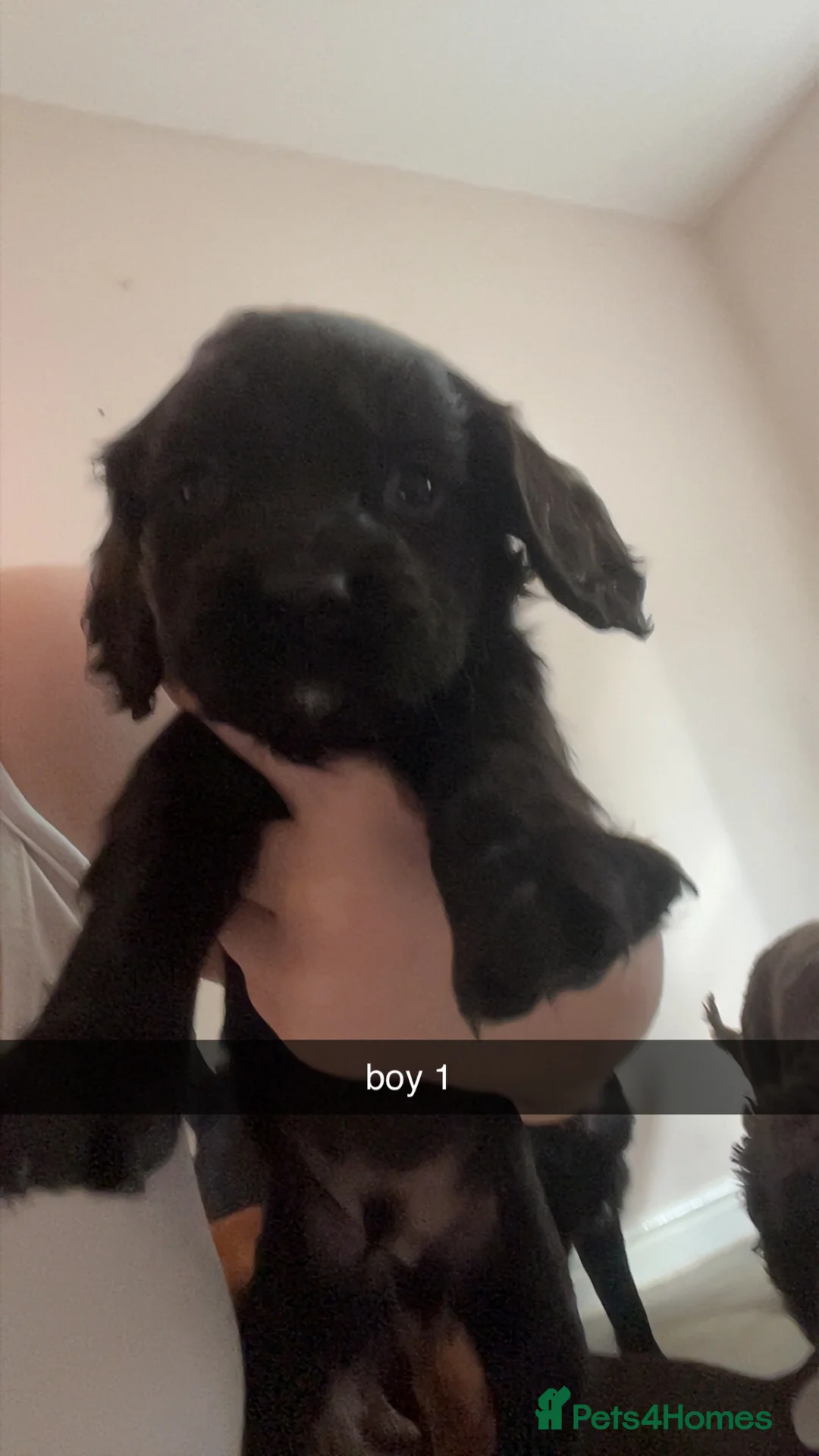 Mixed Breed dogs for sale: Spaniel puppies  - Advert 6