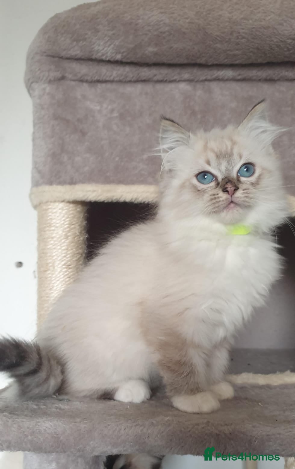 Ragdoll cats Stunning GCCF Registered Ragdoll Kittens. - Advert 2