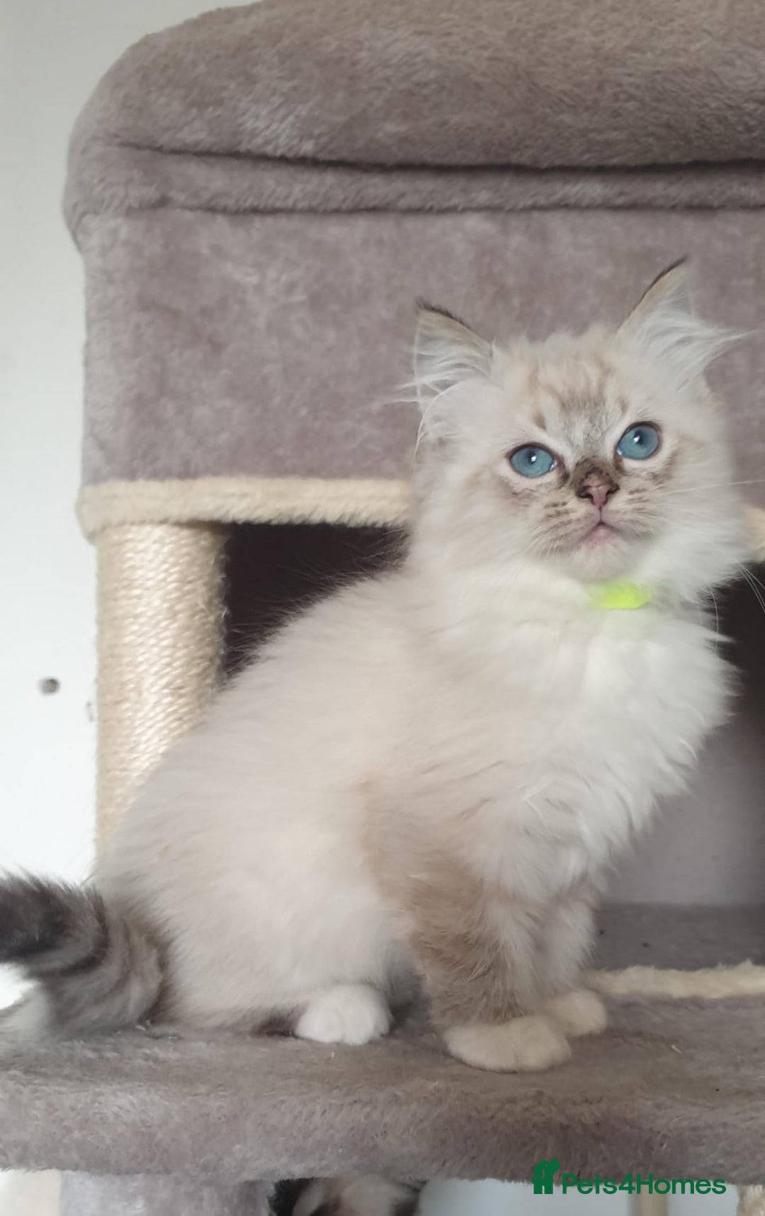 Ragdoll cats for sale: Stunning GCCF Registered Ragdoll Kittens. - Advert 34