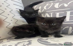 Mixed Breed cats for sale: Male kittens for sale  - Image 3